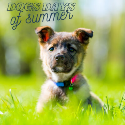 Dog days of Summer