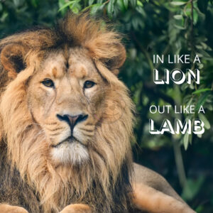 In Like A Lion. Out Like A Lion.